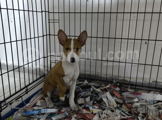 Nadir Irk Basenji Yavrularımız görsel