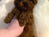 evinizin neşesi olucak poodle bebekleri
