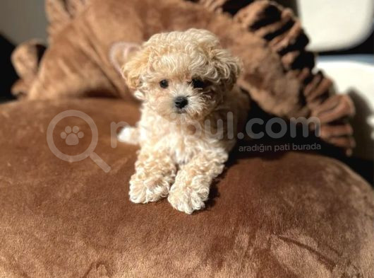 Egitimli Aşılı Minik Maltipoo Bebekleri görsel