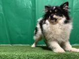 Panda Pomerani̇an Boo Yavru