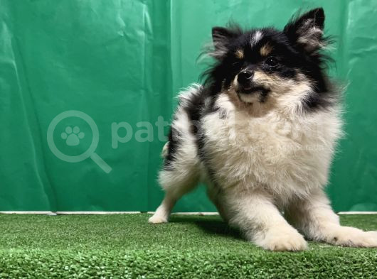 Panda Pomerani̇an Boo Yavru görsel