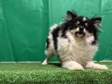 Panda Pomerani̇an Boo Yavru