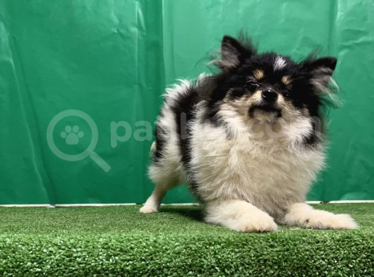 Panda Pomerani̇an Boo Yavru görsel