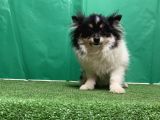 Panda Pomerani̇an Boo Yavru
