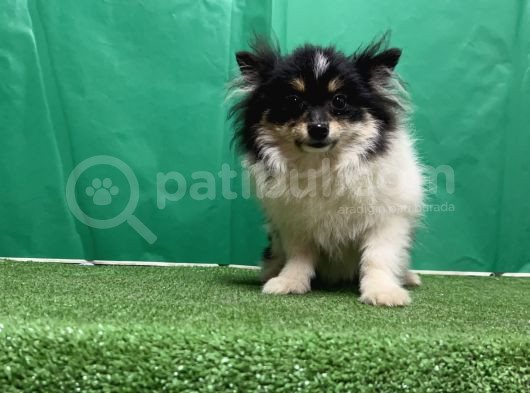 Panda Pomerani̇an Boo Yavru görsel