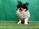 Panda Pomerani̇an Boo Yavru