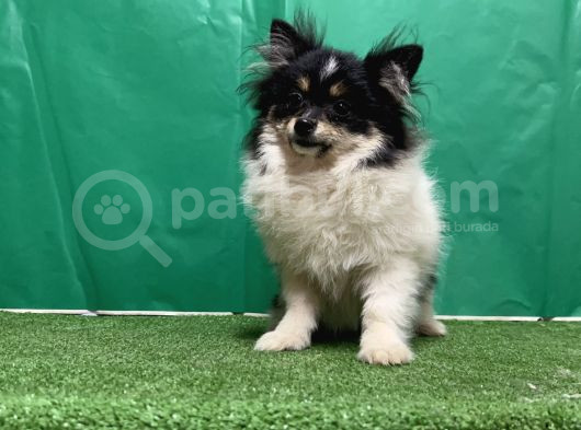 Panda Pomerani̇an Boo Yavru görsel