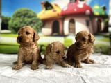 Malti̇poo Yavrular