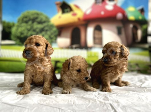 Malti̇poo Yavrular görsel