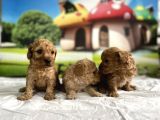 Malti̇poo Yavrular