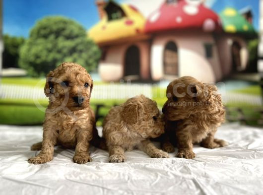 Malti̇poo Yavrular görsel