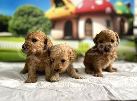 Malti̇poo Yavrular görsel