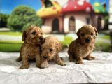 Malti̇poo Yavrular