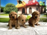 Malti̇poo Yavrular