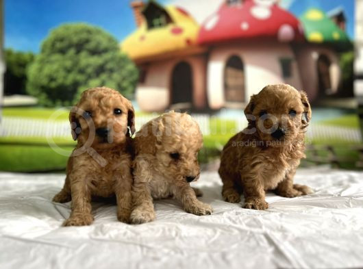 Malti̇poo Yavrular görsel