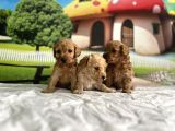 Malti̇poo Yavrular