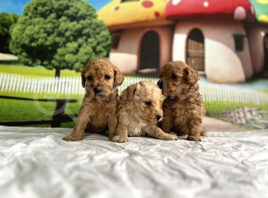 Malti̇poo Yavrular görsel