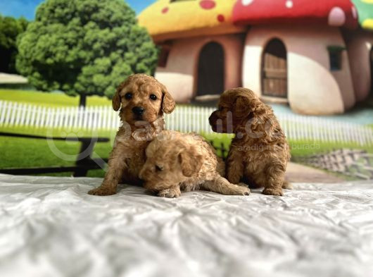 Malti̇poo Yavrular görsel