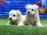 Kore Kan Maltese Yavrular