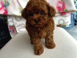 Kore Kan Poodle Yavrumuz
