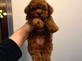 Kore Kan Poodle Yavrumuz