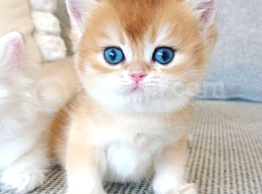 Çek Bebeksi Tenimi Çek Golden British Shorthair görsel