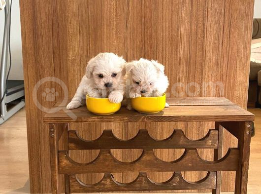 Teacup Maltese Terrier Bebekler görsel