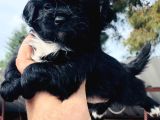 Siyah-Beyaz Maltipoooo Bebekler Büyüdü