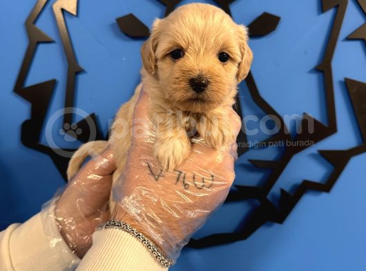 Irk Garanti̇li̇ Özel Malti̇poo Yavrulari görsel