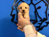 Irk Garanti̇li̇ Özel Malti̇poo Yavrulari