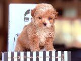 Poodle Kalitesinde F2 Maltipoo Bebekler