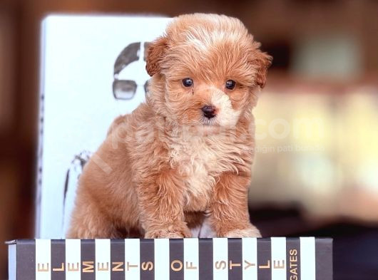 Poodle Kalitesinde F2 Maltipoo Bebekler görsel