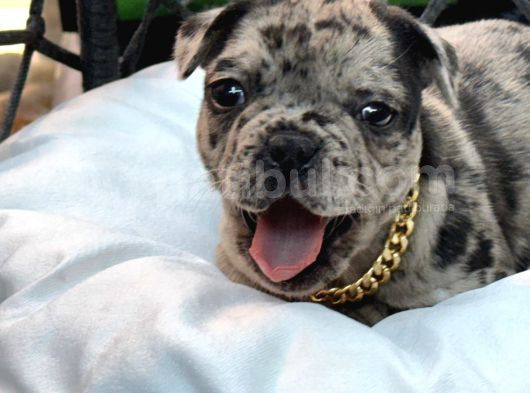 French Bulldog Yavrular görsel