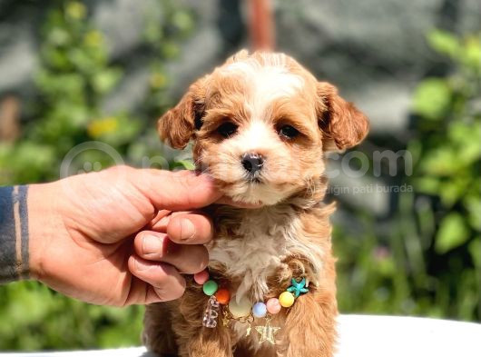 Poodle Ayarında Maltipo Yavrular görsel