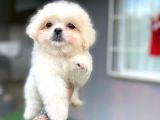 Poodle Ayarında Maltipo Yavrular