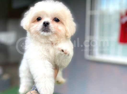 Poodle Ayarında Maltipo Yavrular görsel