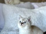 British Shorthair Yavrularımız