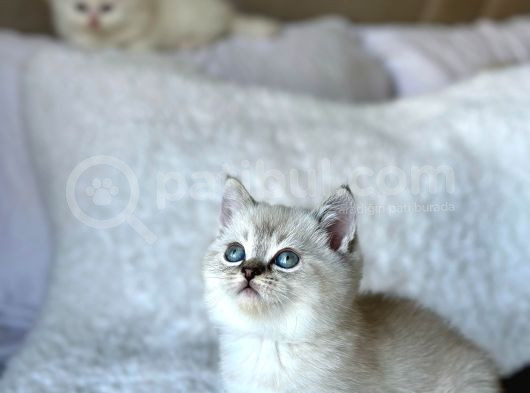 British Shorthair Yavrularımız görsel