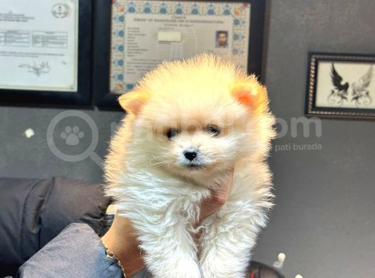 Pomerian Boo Bebişler görsel
