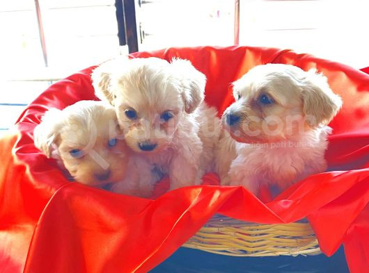 Ev Doğumu Maltese Bebegimiz görsel