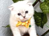 Mavi̇şi̇m Erkek Scotti̇sh Fold Bebe
