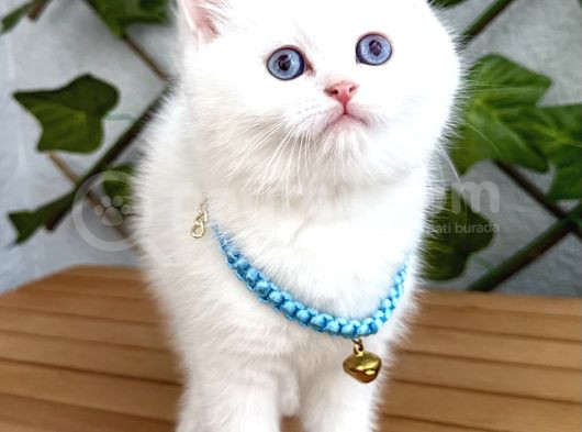 Karbeyazi  Di̇şi̇ Ve Erkek Bri̇ti̇sh Shorthai̇r görsel