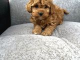 Maltipoo Yavrular