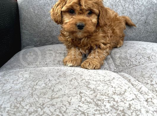 Maltipoo Yavrular görsel