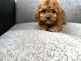 Maltipoo Yavrular