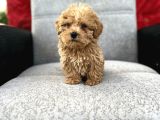 Maltipoo Yavrular
