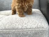 Maltipoo Yavrular
