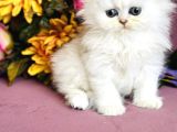 Secereli Scottish Fold Silver