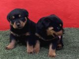 A Kalite Rottweiler Yavrular