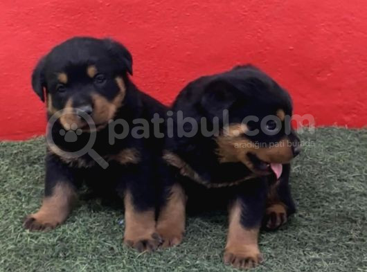 A Kalite Rottweiler Yavrular görsel